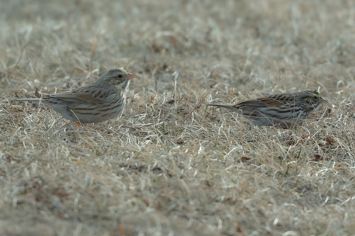 Savannah Sparrow (Ipswich) - ML630360001