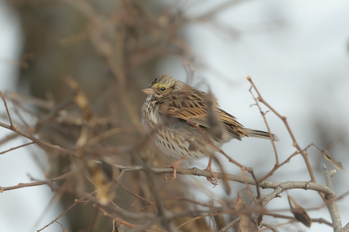 Savannah Sparrow - ML630360010