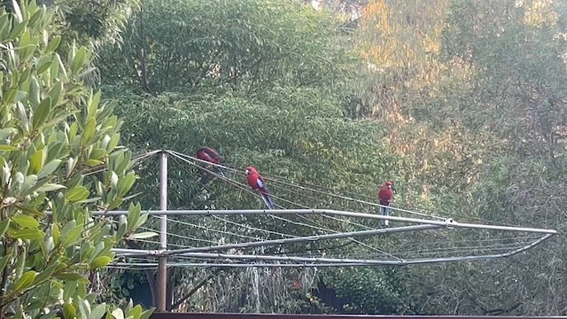 Crimson Rosella (Crimson) - ML630360012