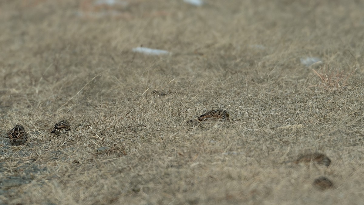 Savannah Sparrow - ML630360013