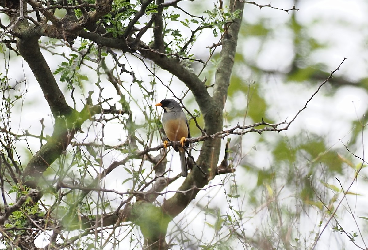 Buff-bridled Inca-Finch - ML630360039