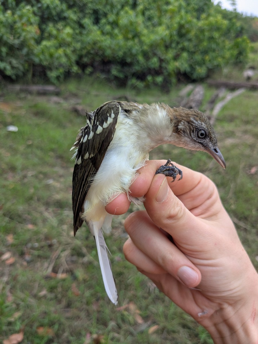 Spotted Greenbul - ML630360332