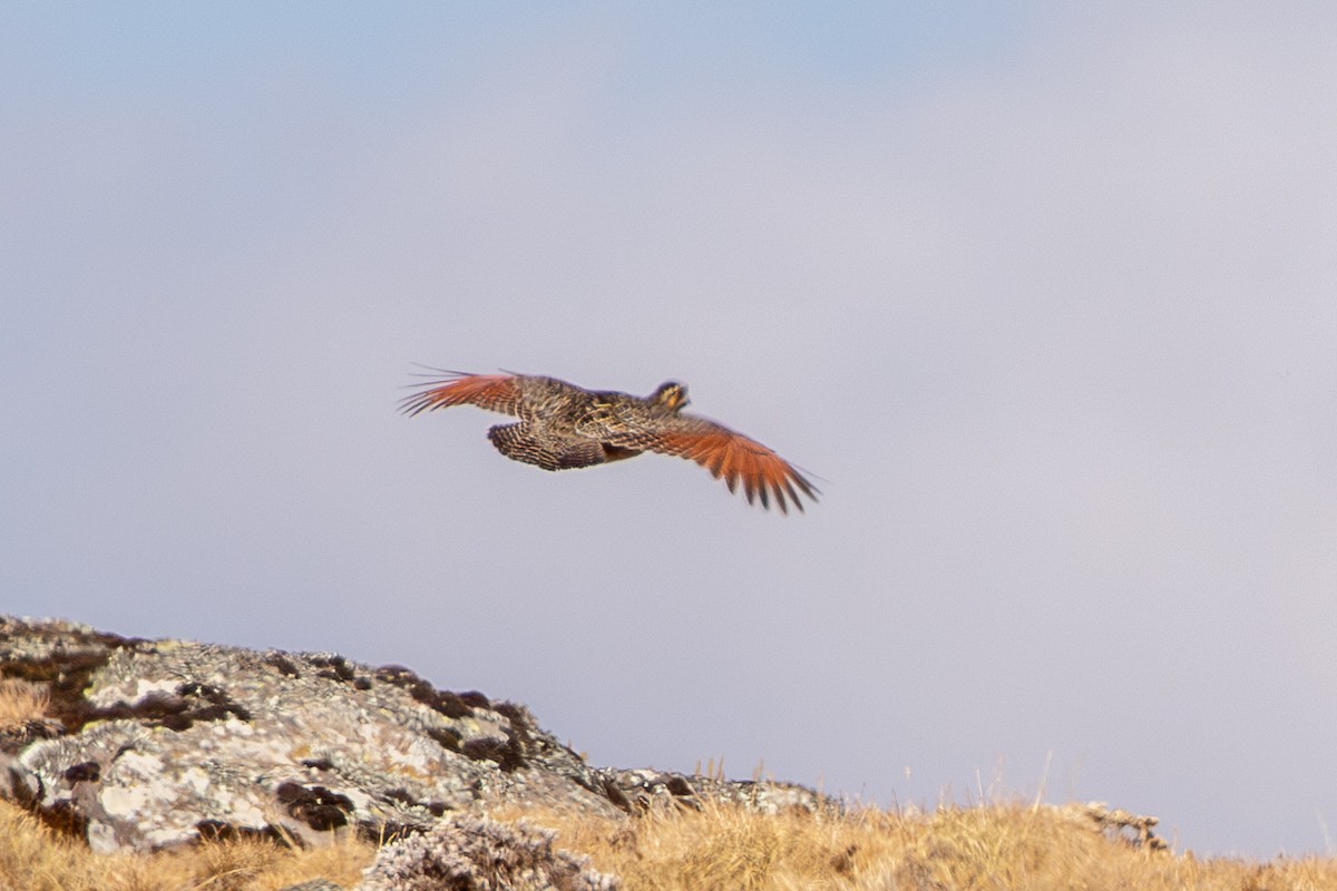 Moorland Francolin - ML630360558