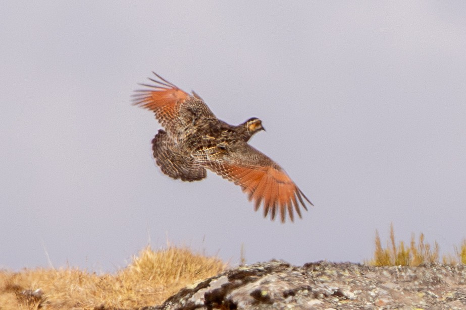 Moorland Francolin - ML630360559