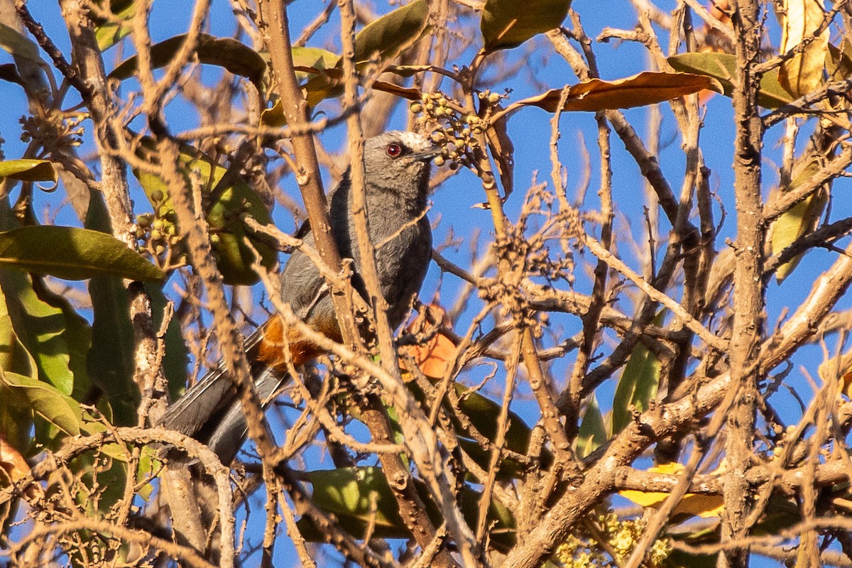 Abyssinian Catbird - ML630360636