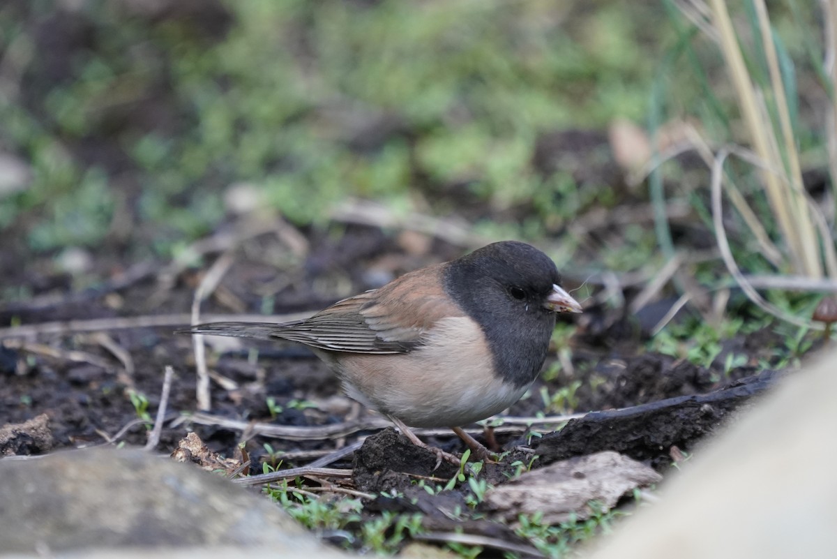 Dark-eyed Junco - ML630360838