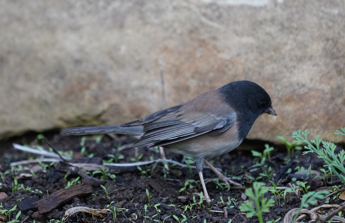 Dark-eyed Junco - ML630360839