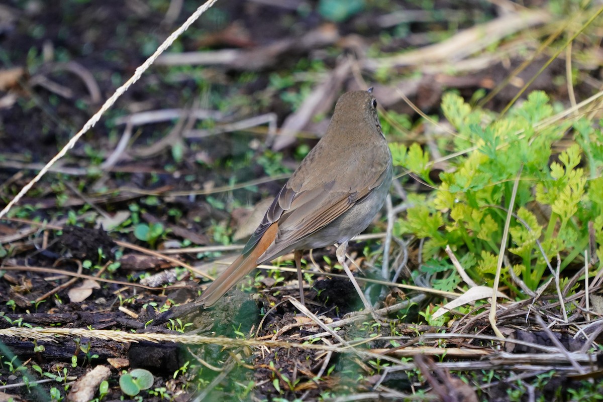 Hermit Thrush - ML630360841