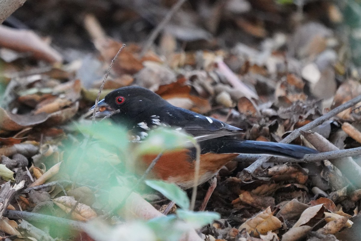 Spotted Towhee - ML630360850