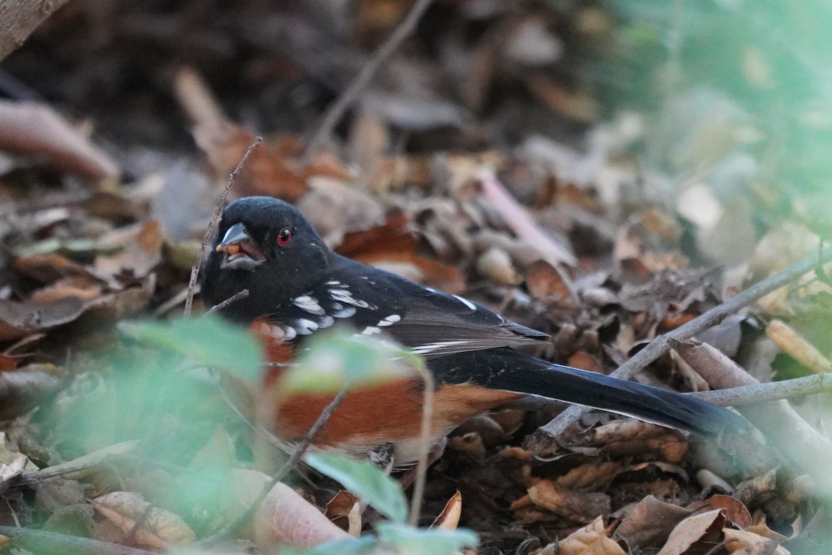Spotted Towhee - ML630360851