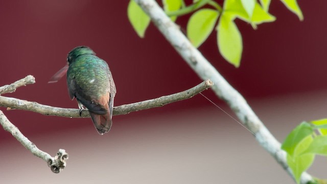Rufous-tailed Hummingbird - ML630360993