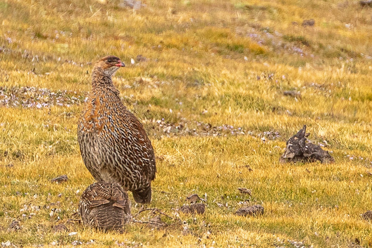 Chestnut-naped Spurfowl - ML630361021