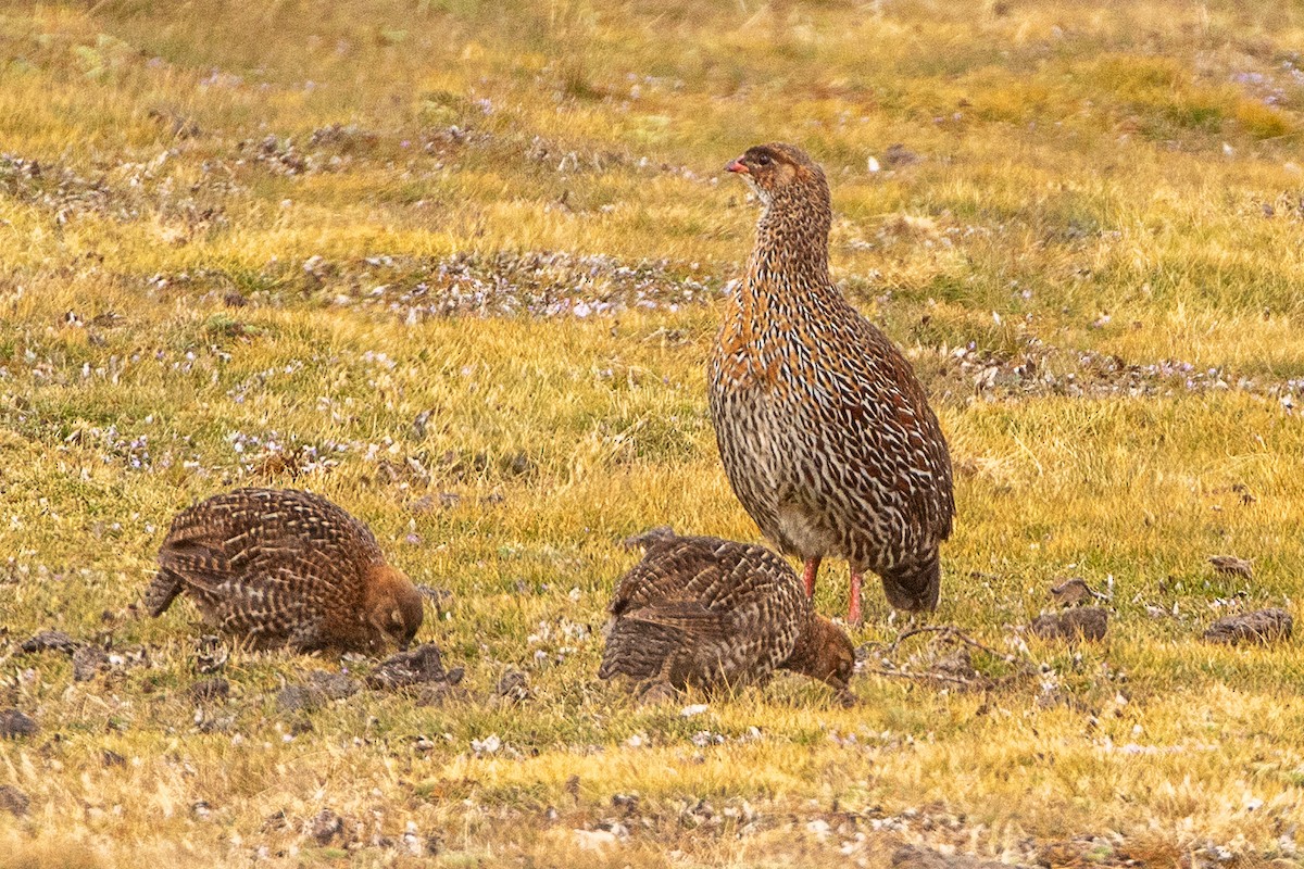 Chestnut-naped Spurfowl - ML630361022
