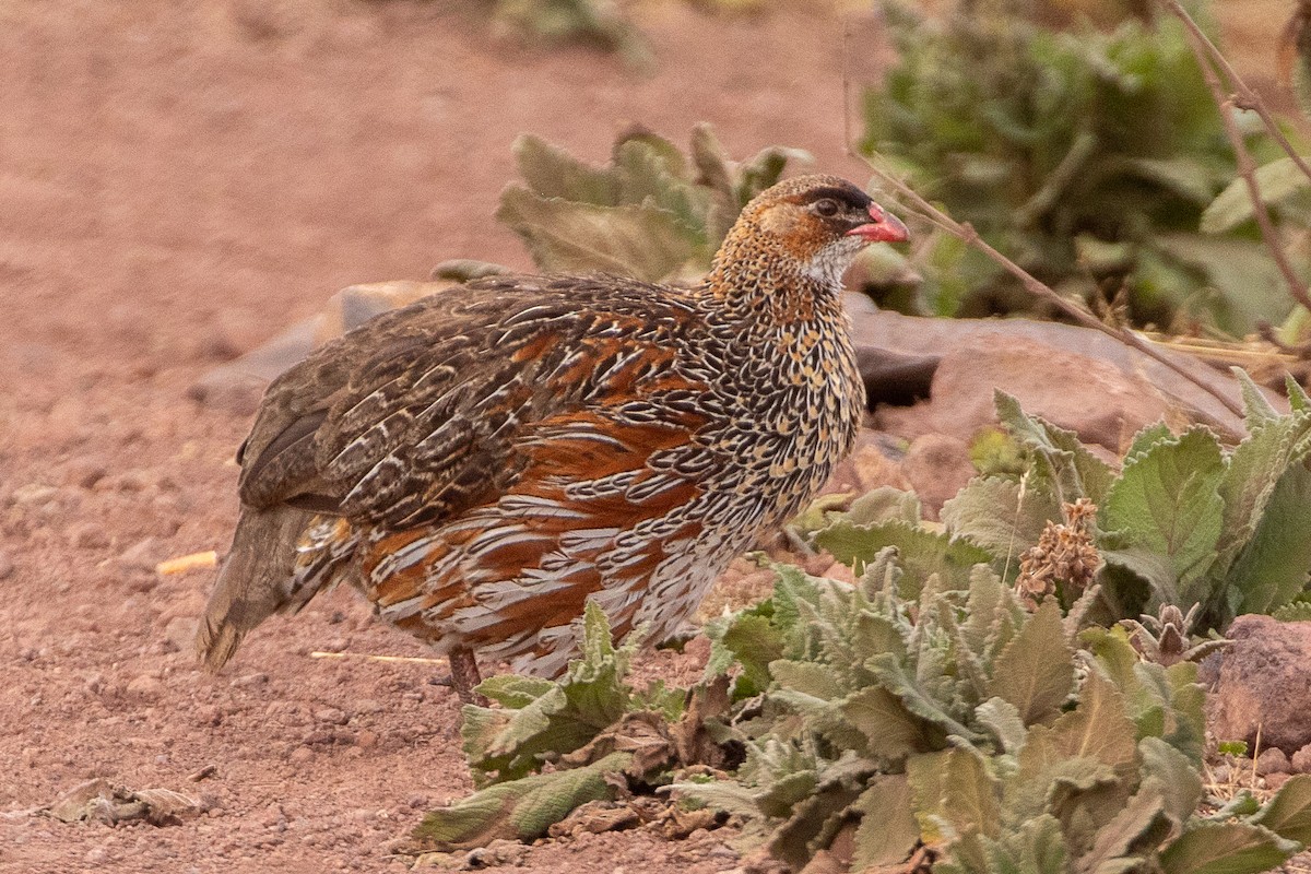 Chestnut-naped Spurfowl - ML630361023