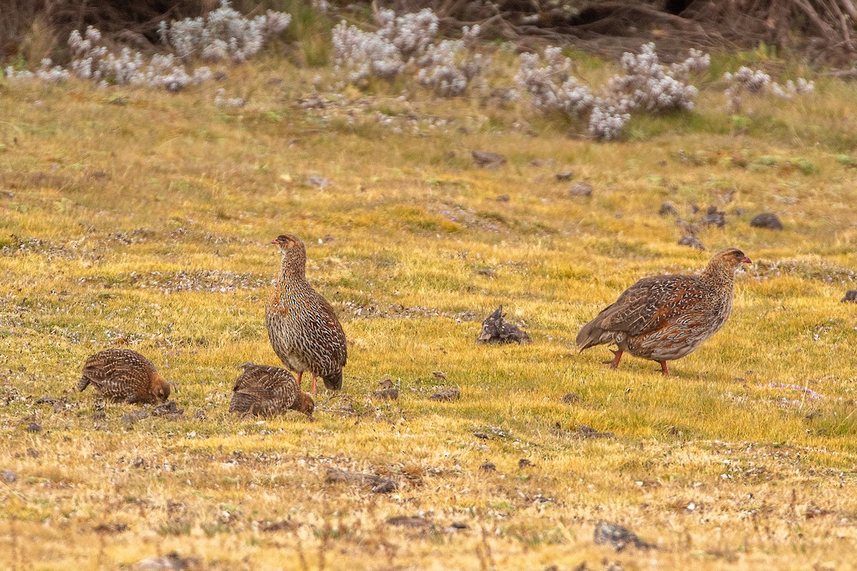 Chestnut-naped Spurfowl - ML630361024