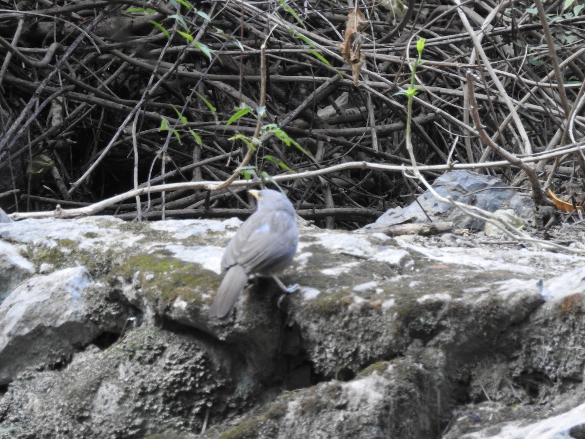Jungle Babbler - ML630361135