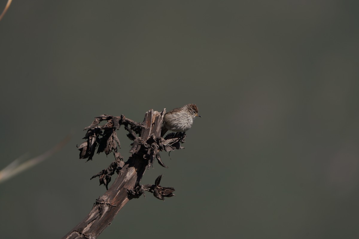 Streaked Tit-Spinetail - ML630361138
