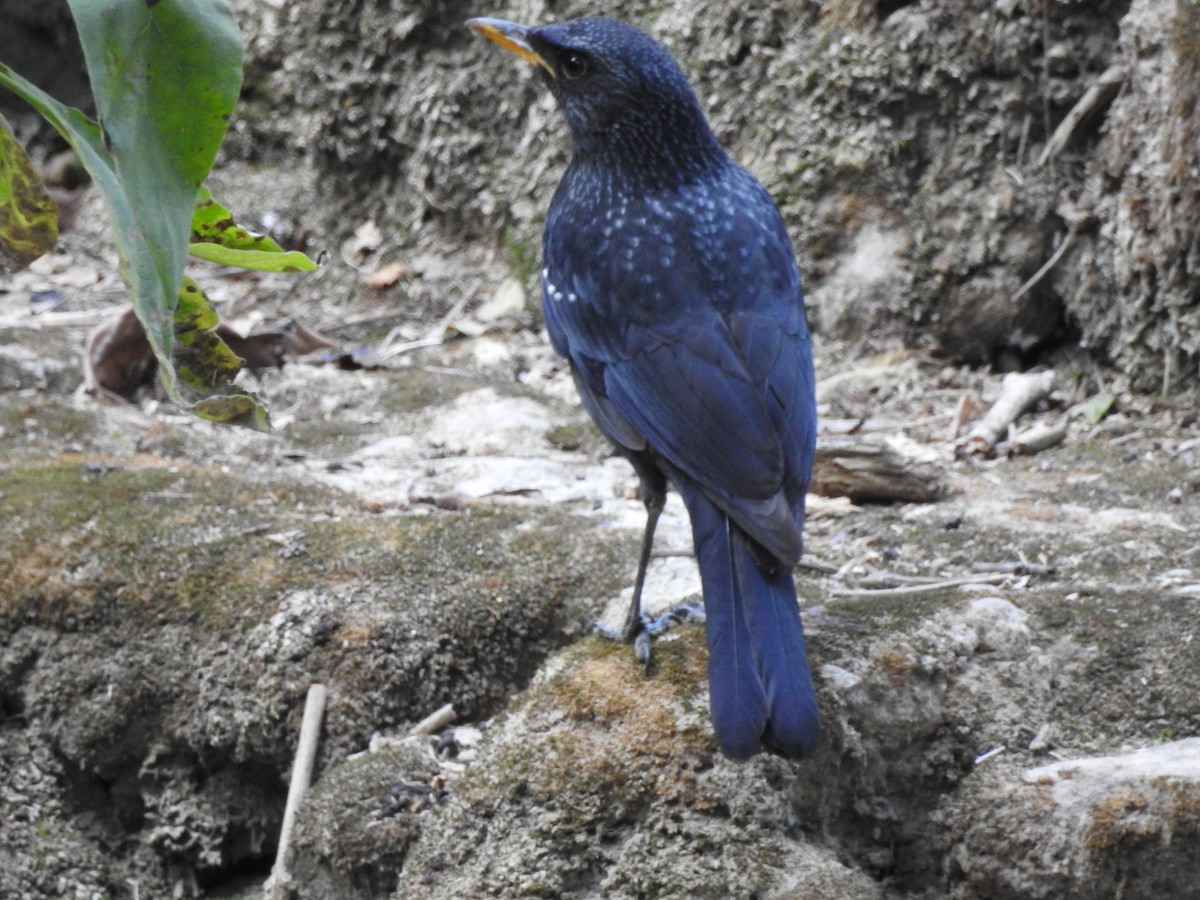 Blue Whistling-Thrush - ML630361142
