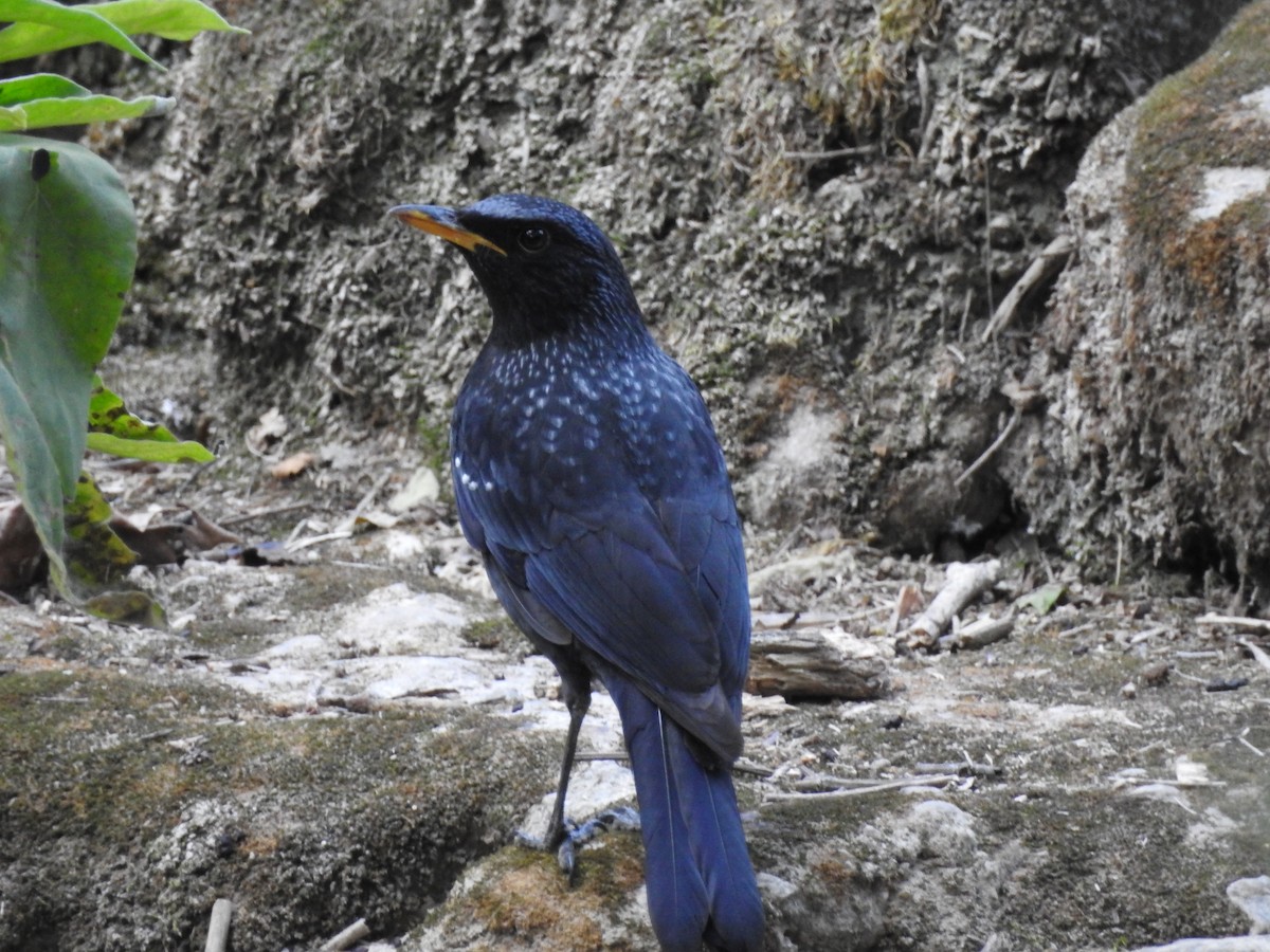 Blue Whistling-Thrush - ML630361143