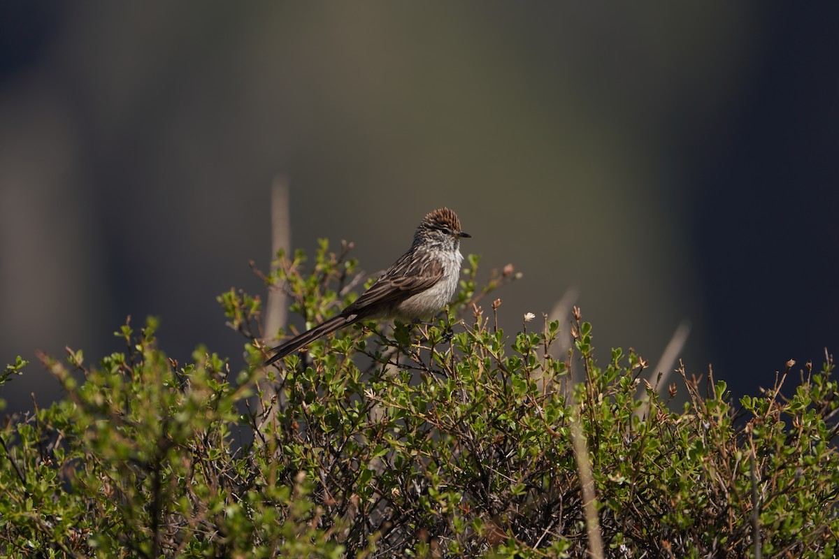 Streaked Tit-Spinetail - ML630361150