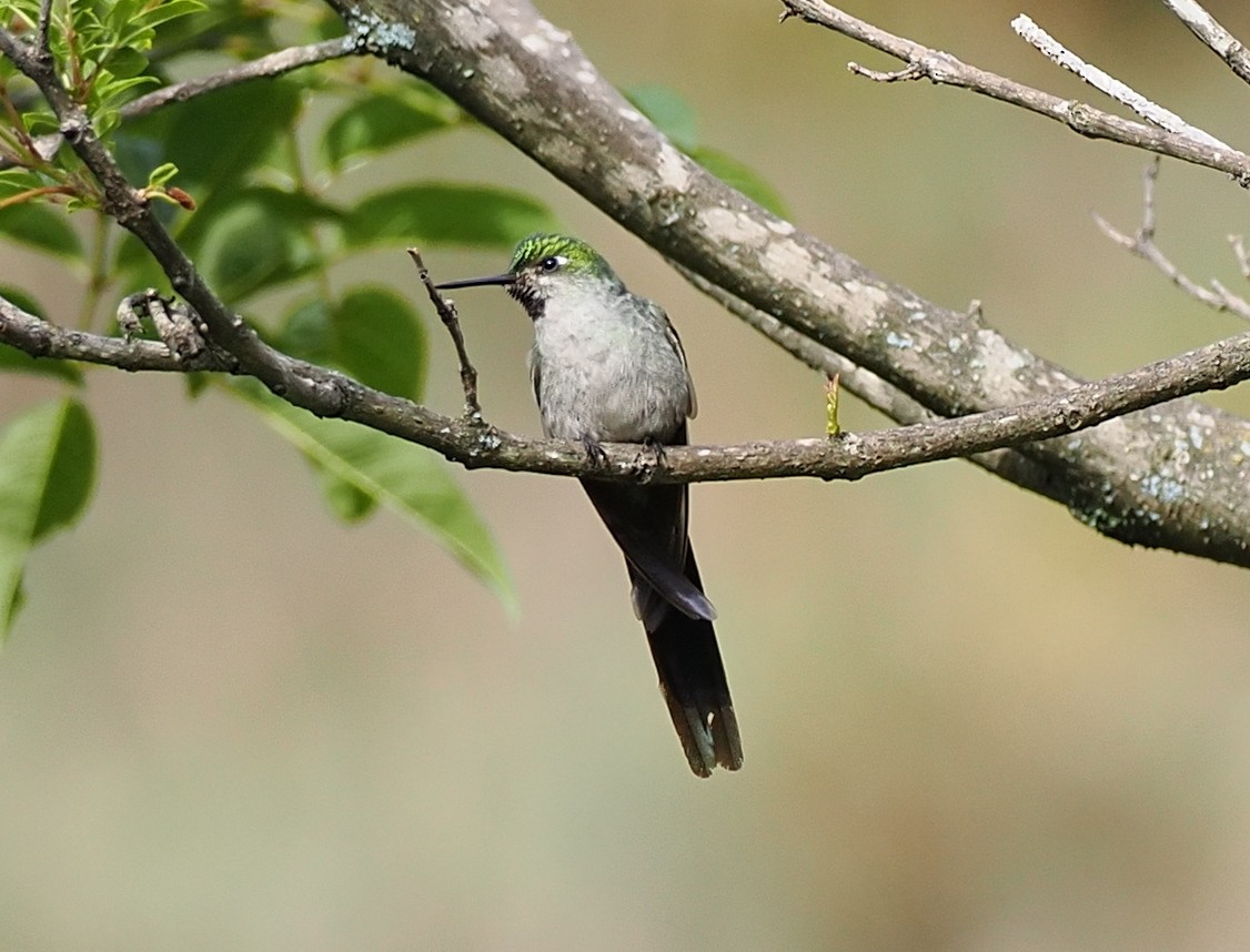 gråbukkolibri - ML630361224