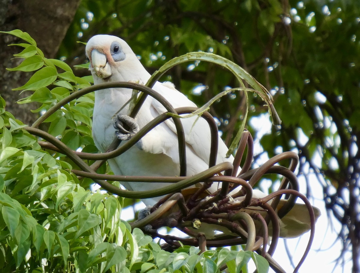Little Corella - ML630361397