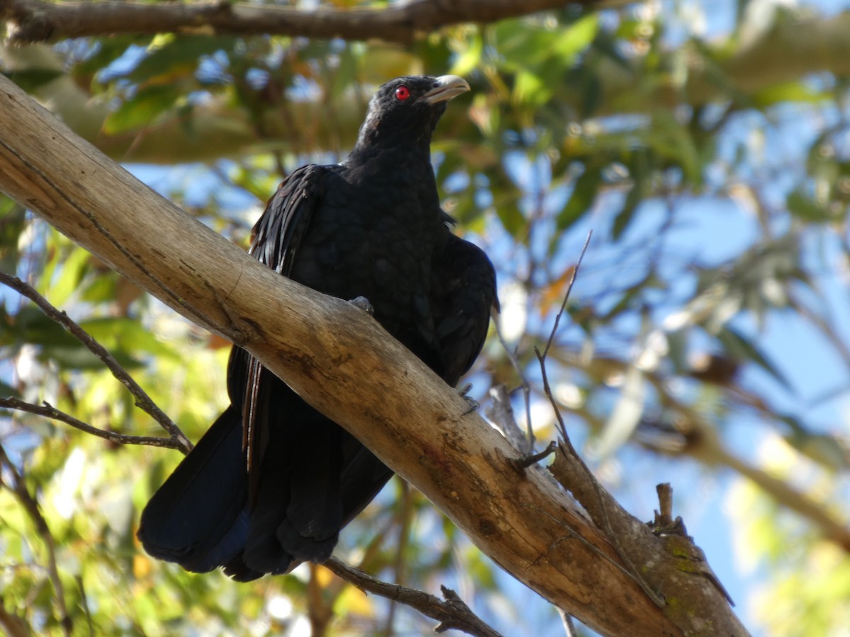 Pacific Koel - ML630361439
