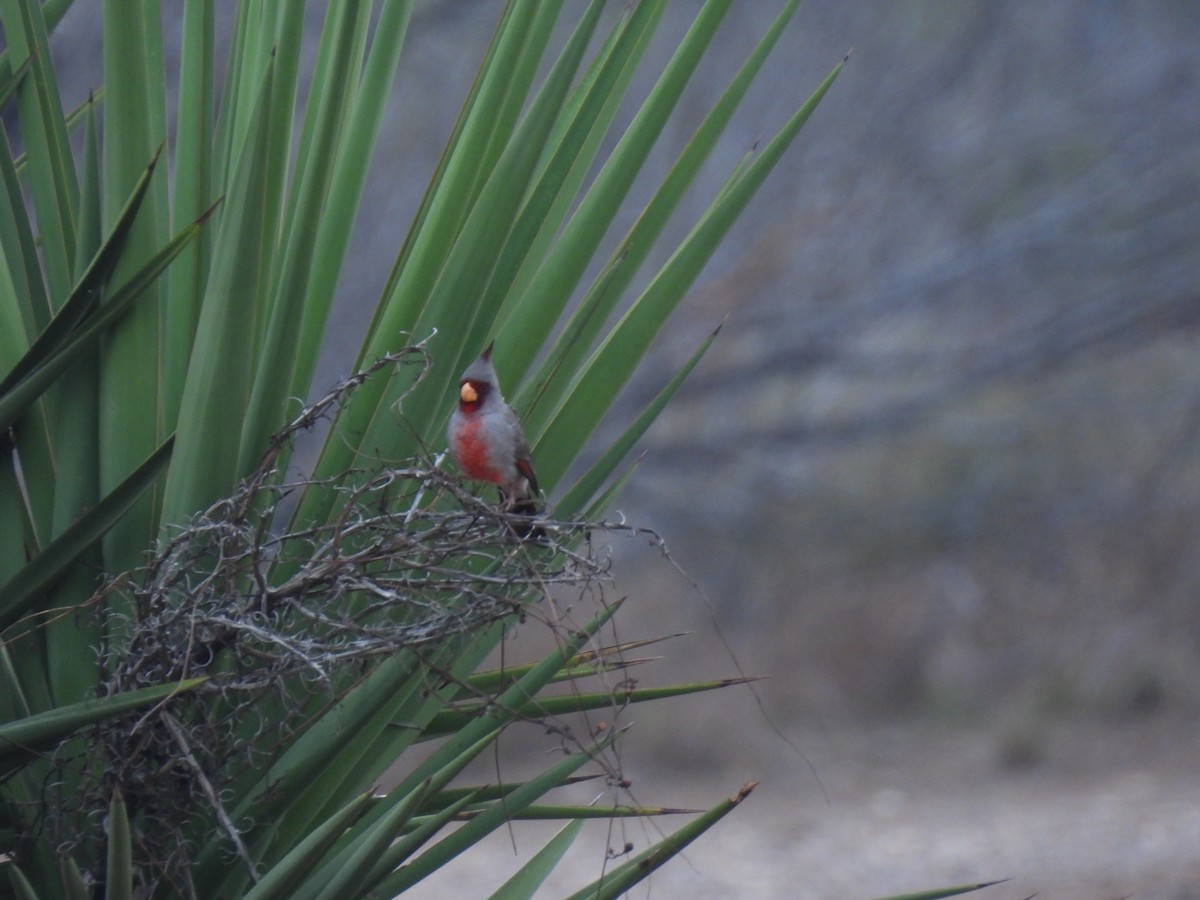 Pyrrhuloxia - ML630362177