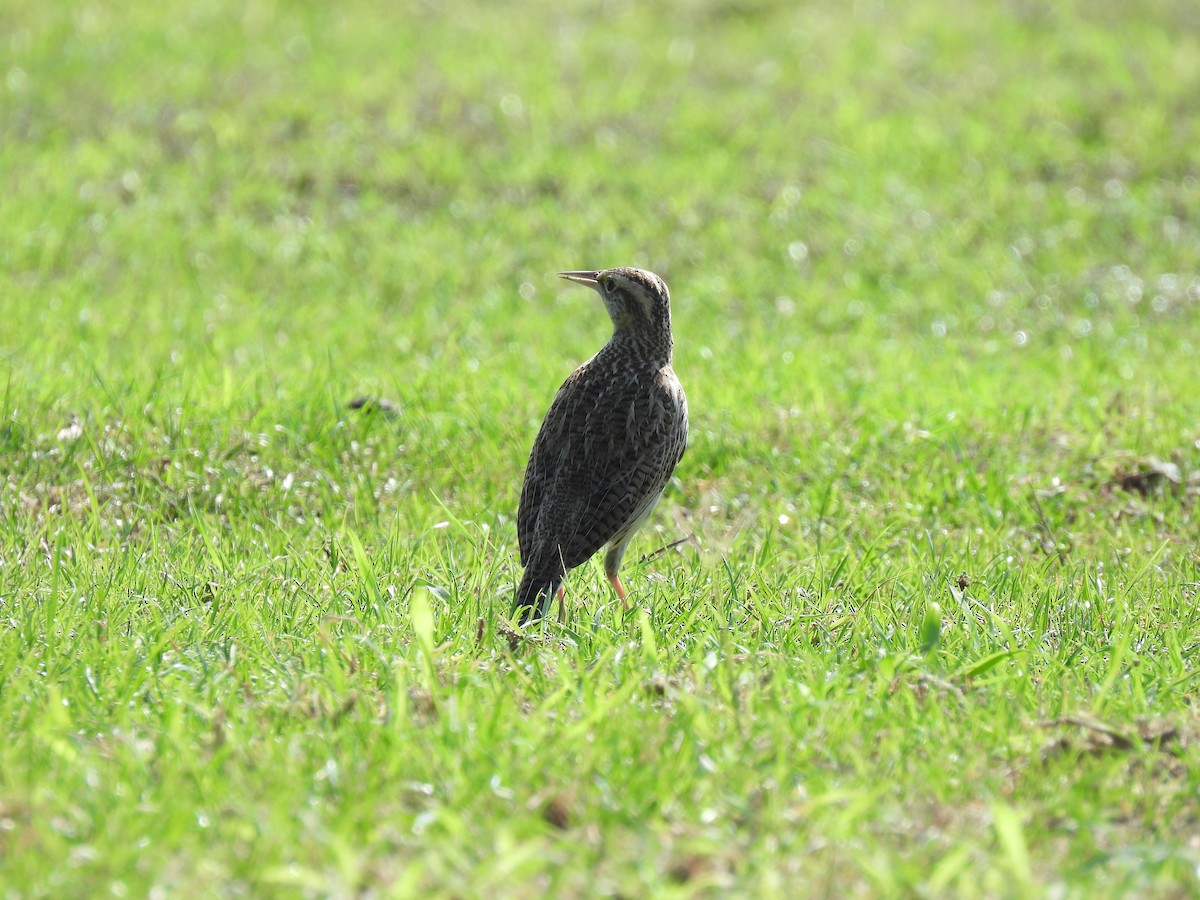Eastern Meadowlark - ML630362181