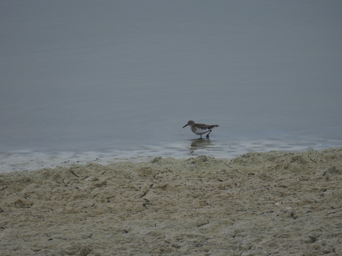 Least Sandpiper - ML630362187