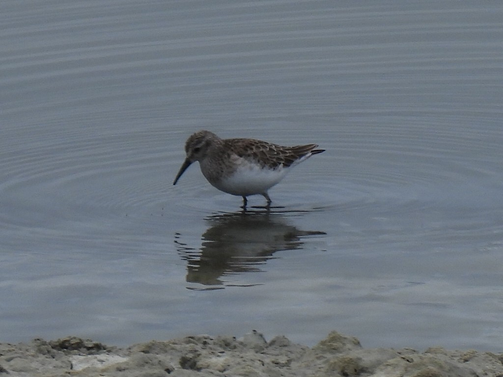 Least Sandpiper - ML630362200