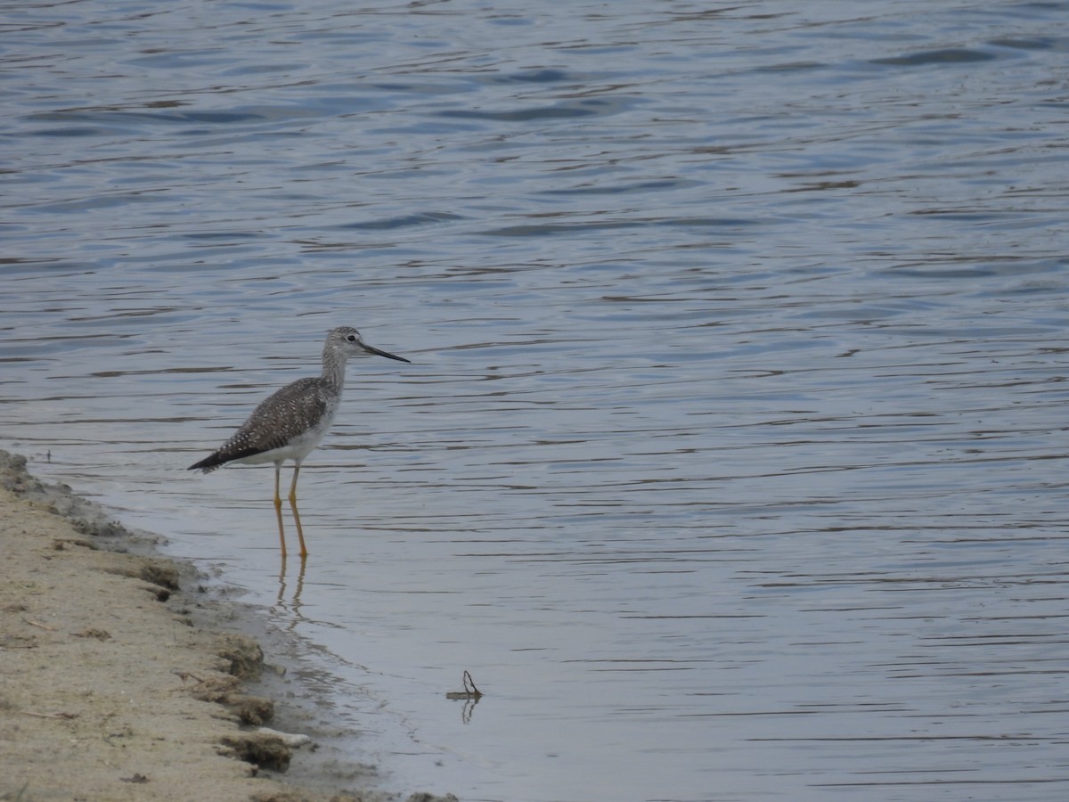 Greater Yellowlegs - ML630362201