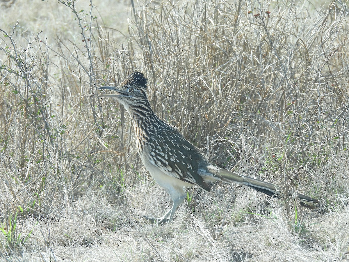 Greater Roadrunner - ML630362206