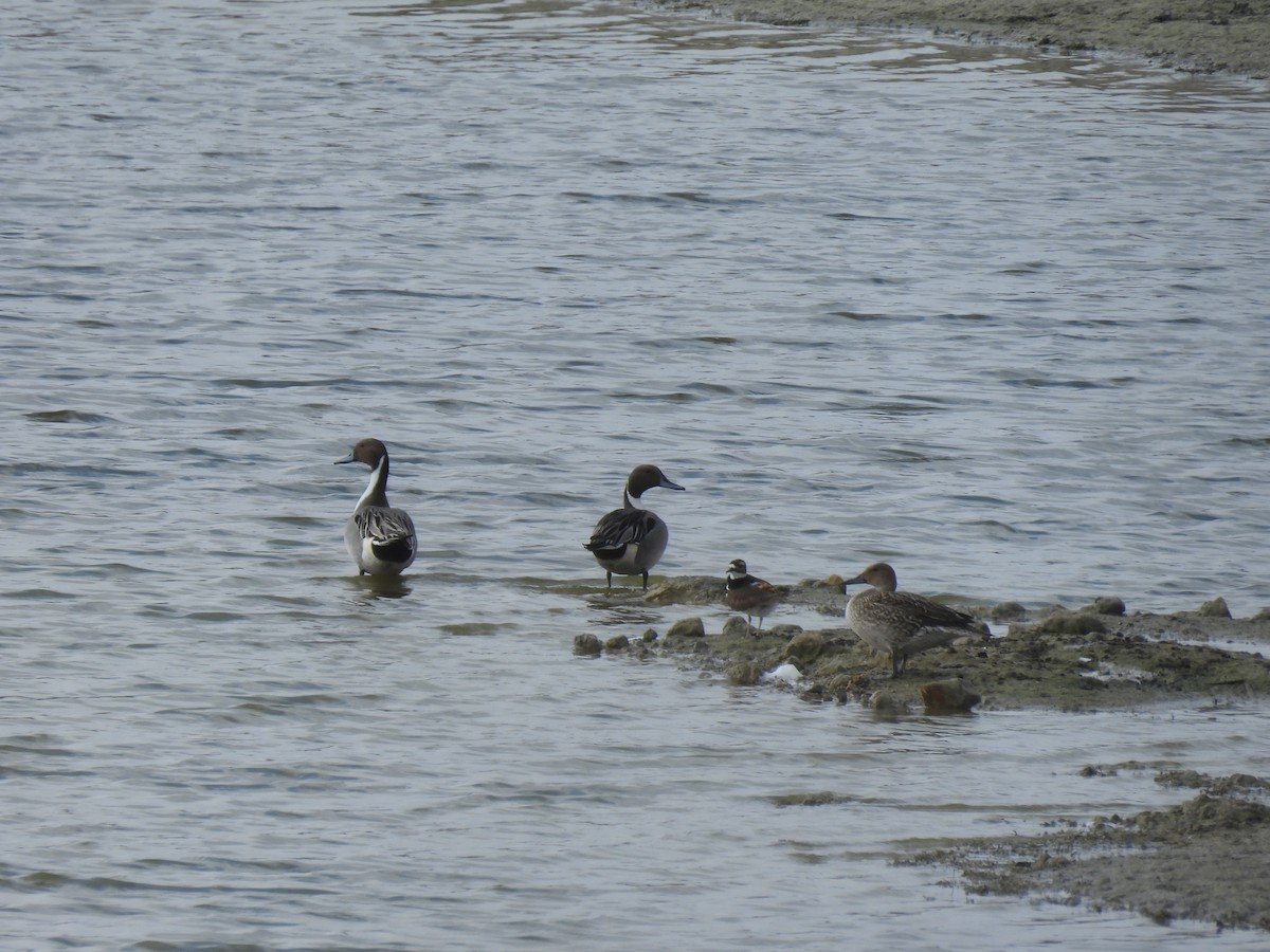 Northern Pintail - ML630362219