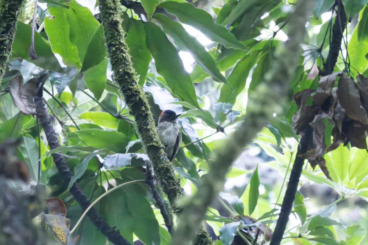 Elliot's Woodpecker (Johnston's) - ML630362225