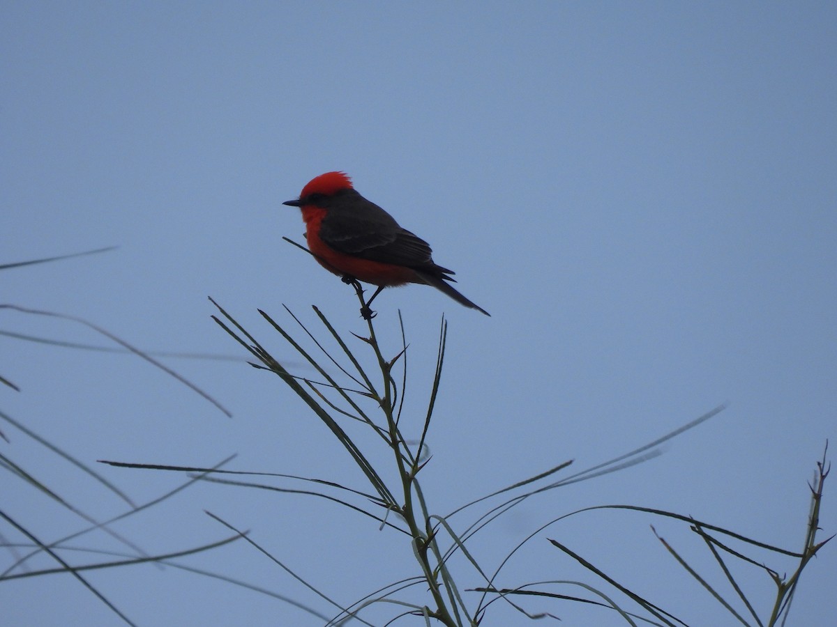Vermilion Flycatcher - ML630362249