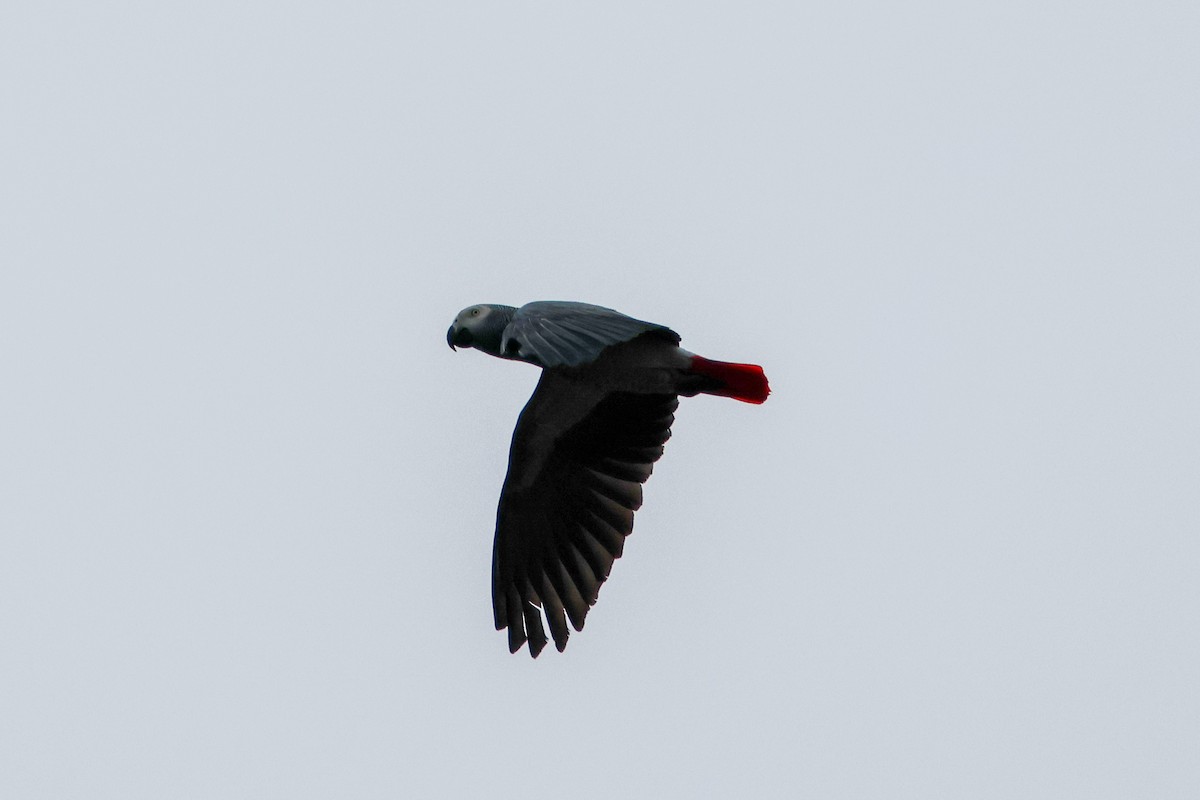 Gray Parrot (Gray) - ML630362504