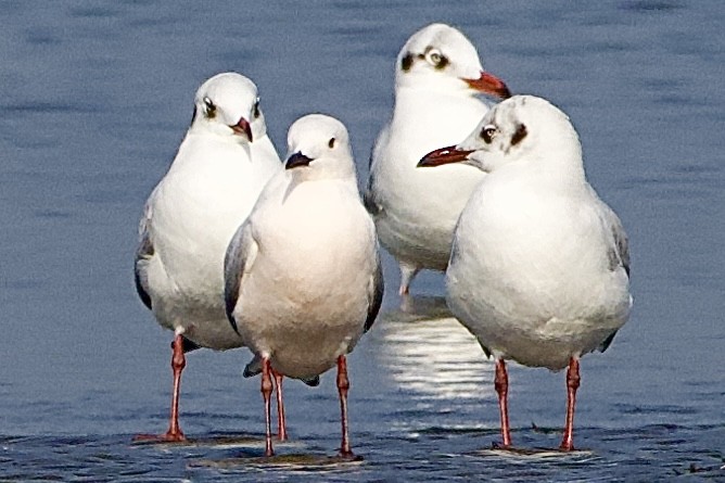 Slender-billed Gull - ML630362511