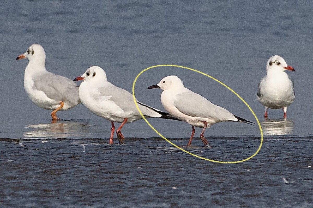 Slender-billed Gull - ML630362512