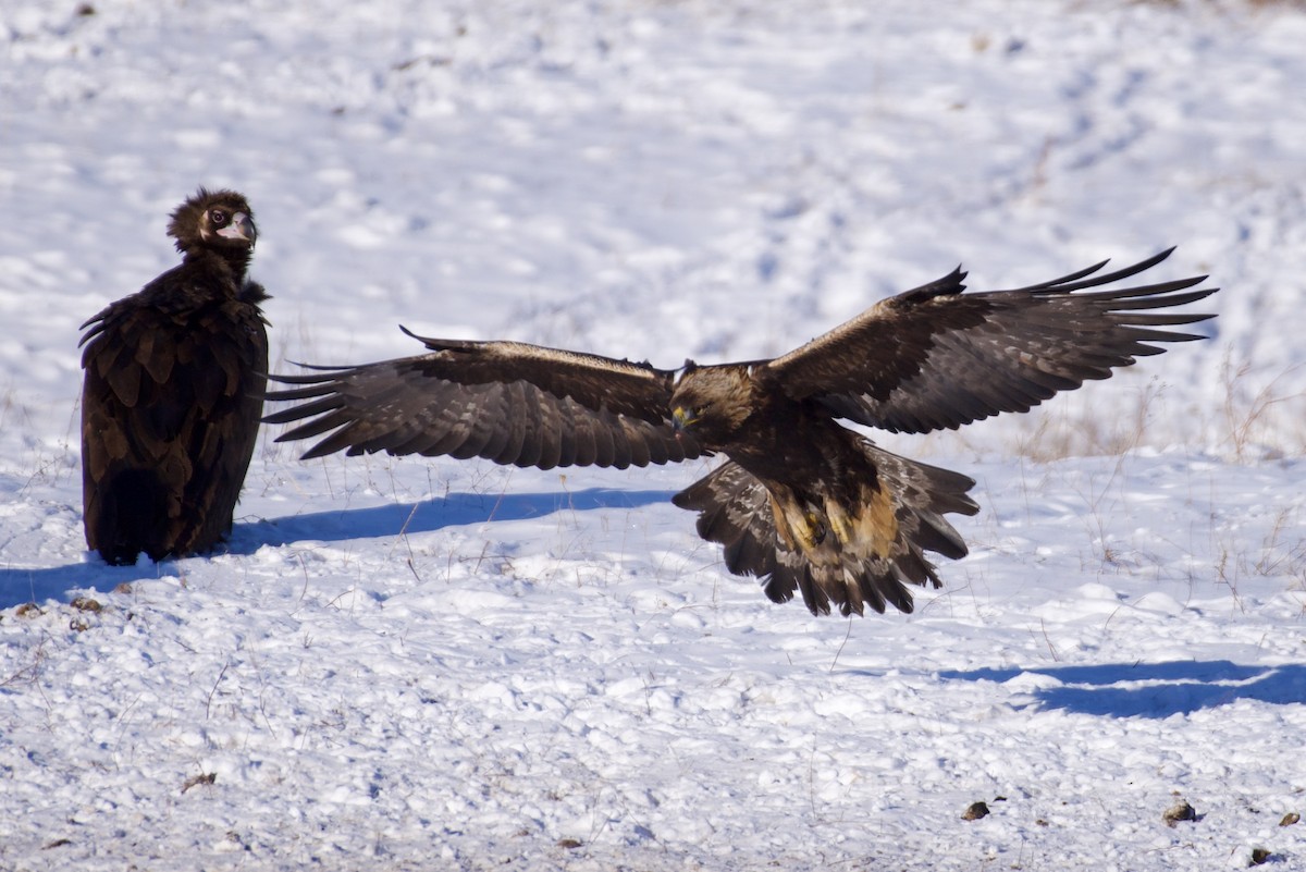 Golden Eagle - ML630362537