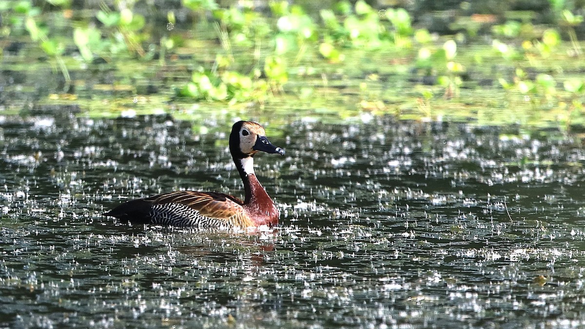 White-faced Whistling-Duck - ML630362642
