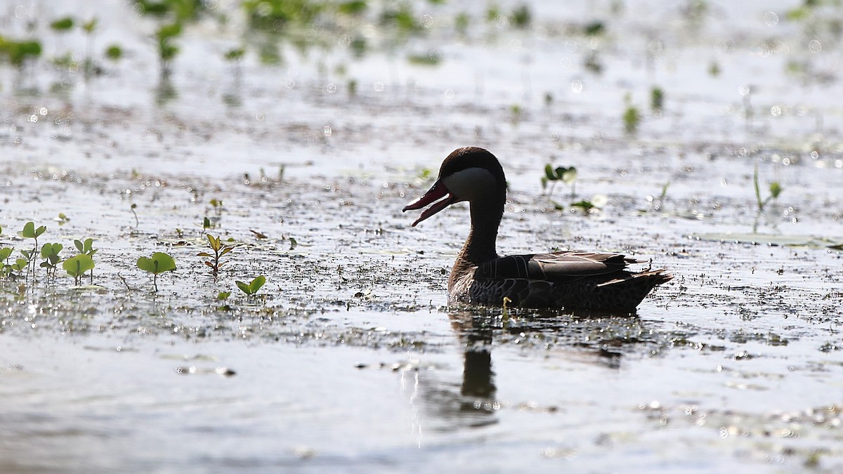 Red-billed Duck - ML630362655