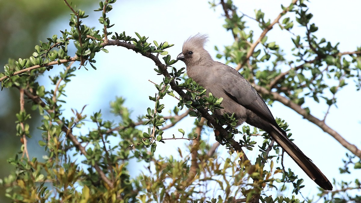 Gray Go-away-bird - ML630362667