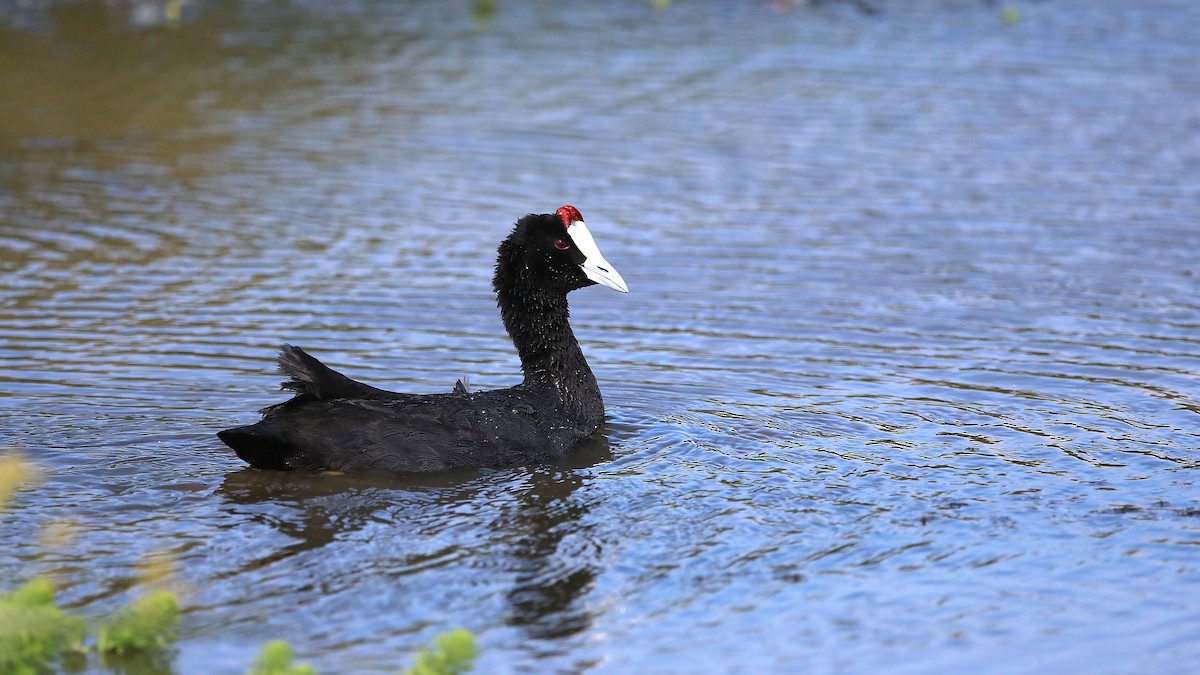 Red-knobbed Coot - ML630362679