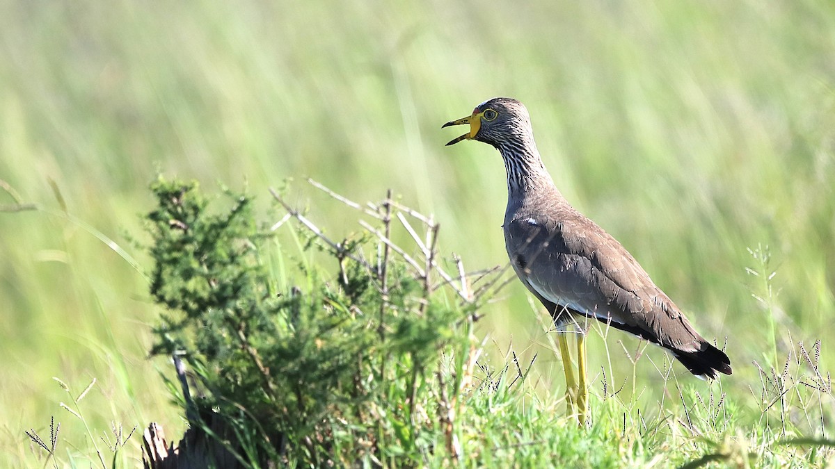 Wattled Lapwing - ML630362689