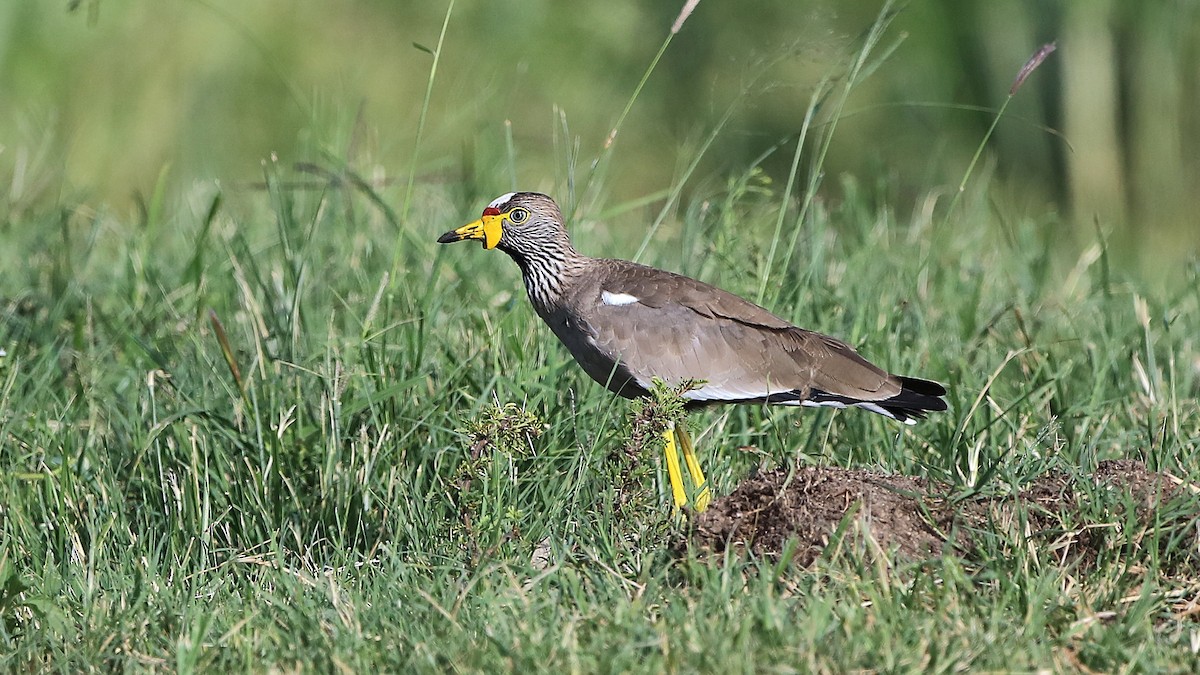 Wattled Lapwing - ML630362698