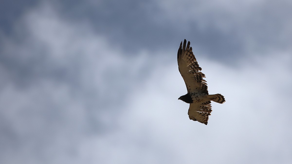 Black-chested Snake-Eagle - ML630362705