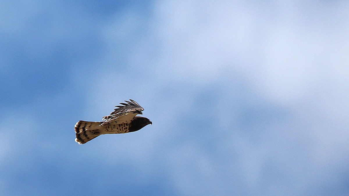 Black-chested Snake-Eagle - ML630362706