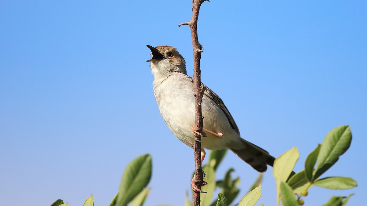 Rattling Cisticola - ML630362717