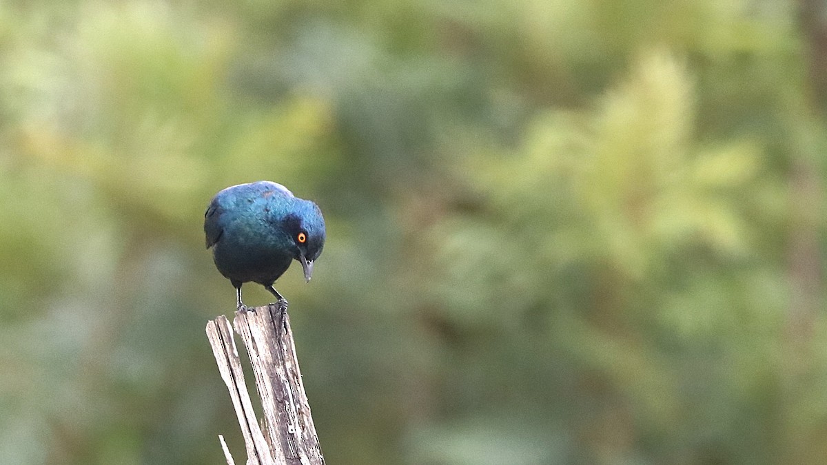 Greater Blue-eared Starling - ML630362734